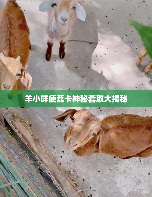 羊小咩便荔卡神秘套取大揭秘