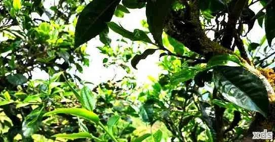 盐津普洱茶叶品牌大盘点，品味云南古树茶的魅力