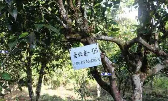盐津普洱茶叶品牌大盘点，品味云南古树茶的魅力