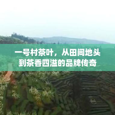 一号村茶叶，从田间地头到茶香四溢的品牌传奇
