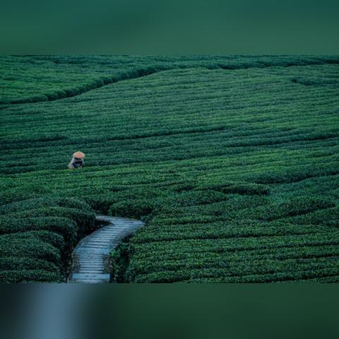 一号村茶叶，从田间地头到茶香四溢的品牌传奇