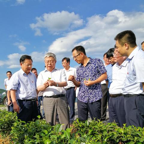 全球茶叶新品牌崛起，盘点十大最具潜力的茶叶品牌