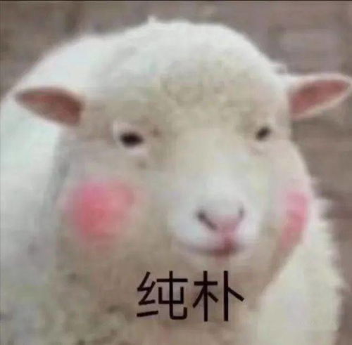 羊小咩便荔卡受限套出来解除攻略