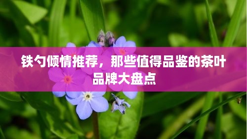 铁勺倾情推荐，那些值得品鉴的茶叶品牌大盘点