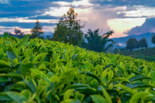 广西茶叶翘楚—探寻广西最大茶叶品牌的传奇之路