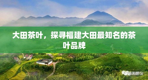 大田茶叶，探寻福建大田最知名的茶叶品牌