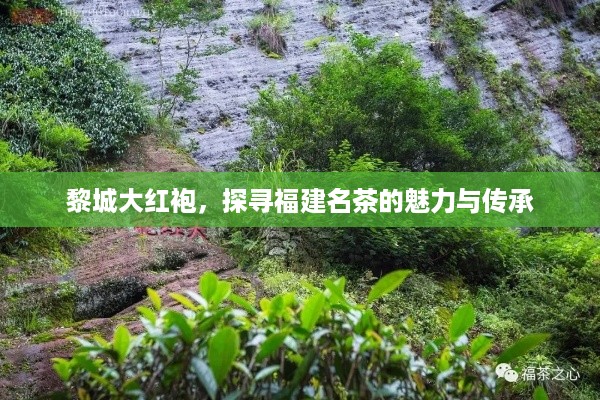 黎城大红袍，探寻福建名茶的魅力与传承