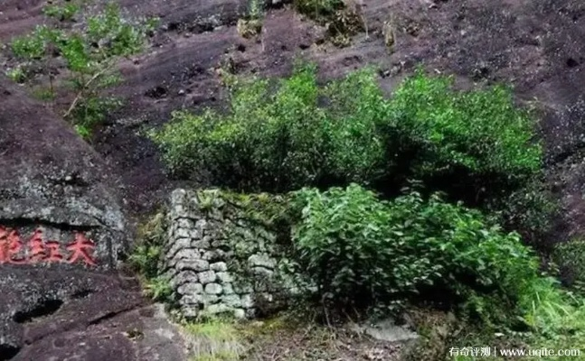 黎城大红袍，探寻福建名茶的魅力与传承