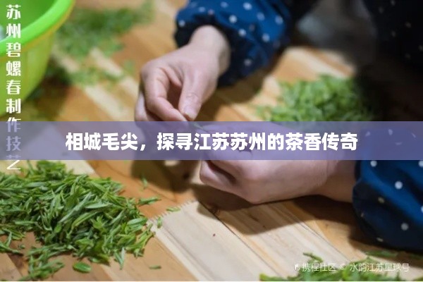 相城毛尖，探寻江苏苏州的茶香传奇