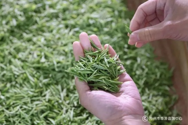相城毛尖，探寻江苏苏州的茶香传奇