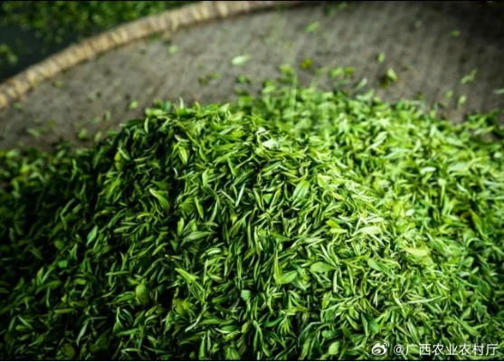 相城毛尖，探寻江苏苏州的茶香传奇