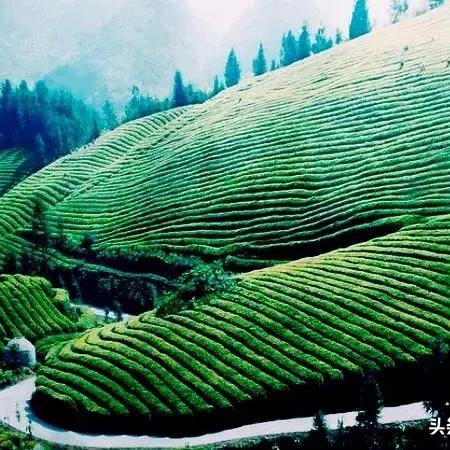 湖北品牌茶叶店代理，如何开启你的茶香事业之旅