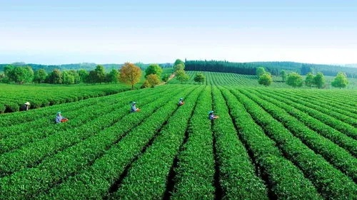 咸宁茶叶香飘四海，盘点那些知名的咸宁茶叶品牌