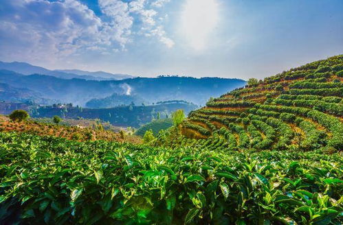 腾冲茶叶品牌盘点，哪一款是你的心头好？