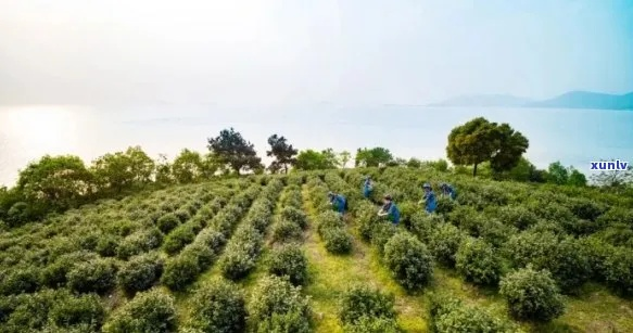 无锡太湖茶叶品牌大盘点，品味江南水乡的茶香韵味