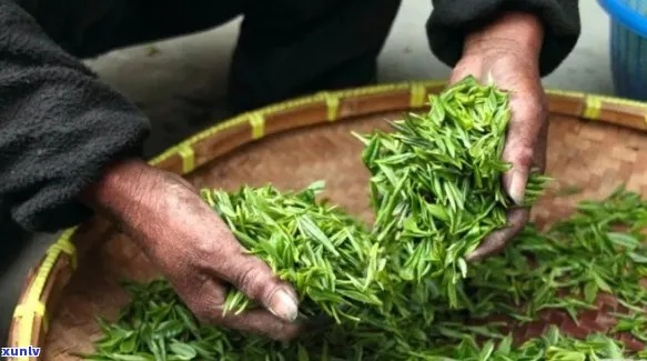 威宁茶叶品牌大盘点，品味高原茶香，探寻贵州特色