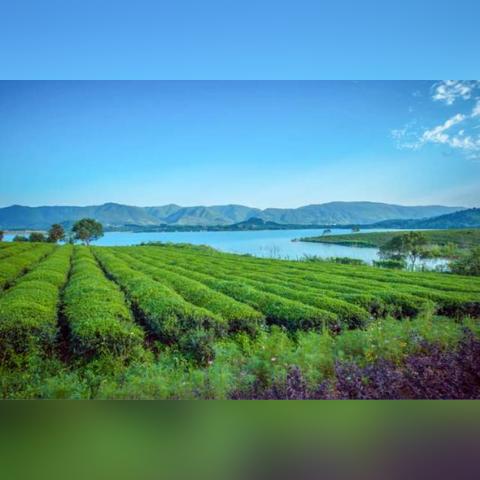 江苏茶叶品牌大全，品味江南水乡的茶香四溢
