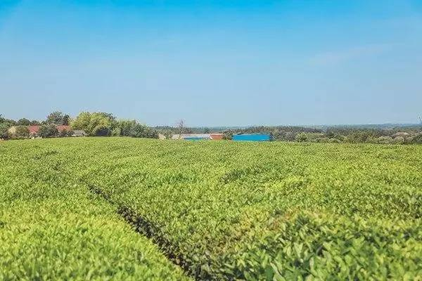 广德生态茶叶品牌大盘点，品味自然，尽享茶香