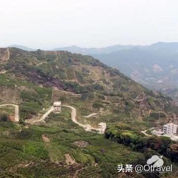 潮州茶叶品牌大盘点，品味潮汕茶香，传承千年文化