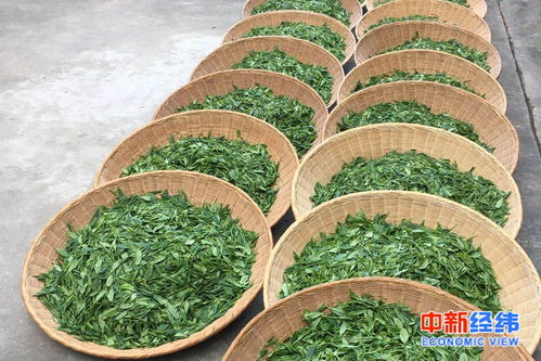 春意盎然，品味铁观音茶叶的清新春韵