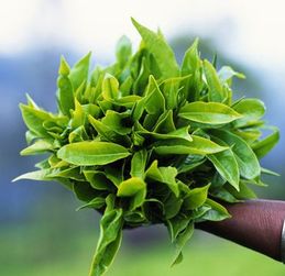 春意盎然，品味铁观音茶叶的清新春韵