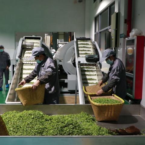 茶叶揉捻设备品牌大盘点，选购指南与案例分析