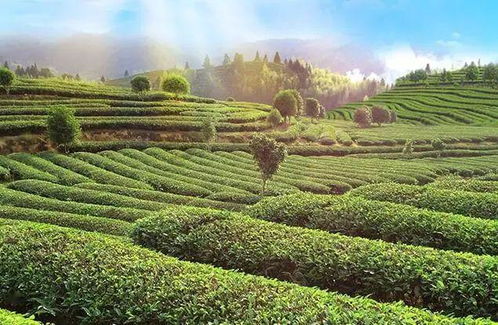 宁德茶叶香飘四海，揭秘宁德著名茶叶品牌魅力
