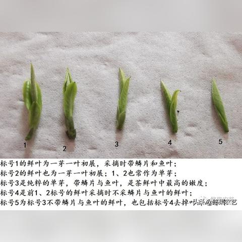 开化茶叶品牌推荐，品味经典，尽享茶香四溢