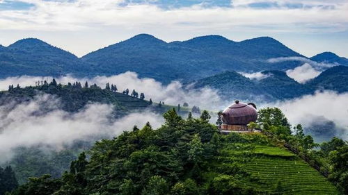 贵州茶叶品牌大盘点，品味山川灵韵，尽享茶香四溢