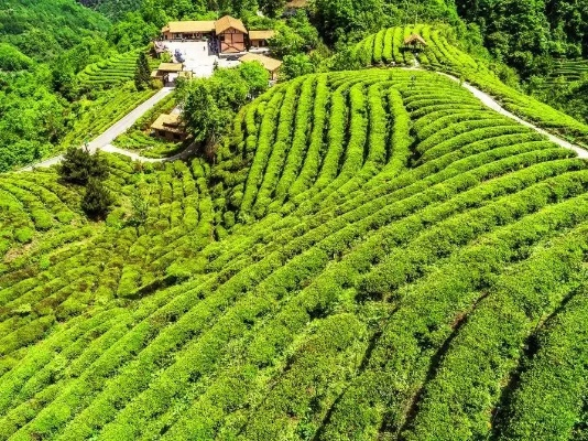 南川茶叶品牌大盘点，品味山川之美，尽在南川茶香