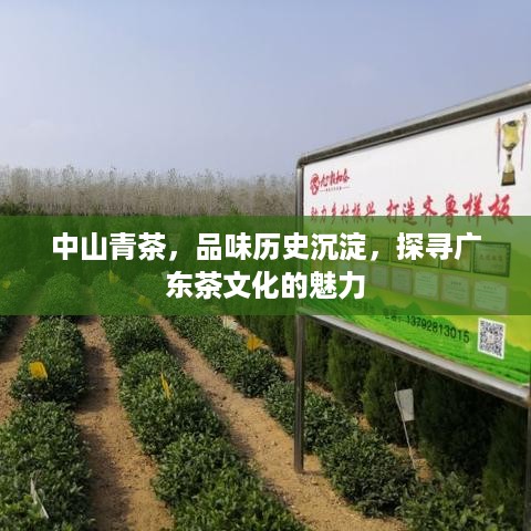 中山青茶，品味历史沉淀，探寻广东茶文化的魅力
