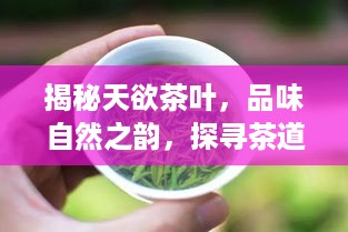 揭秘天欲茶叶，品味自然之韵，探寻茶道真谛