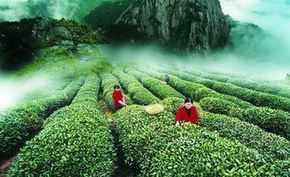 揭秘迎客松茶叶，从地方名优到全国知名品牌的蜕变之路