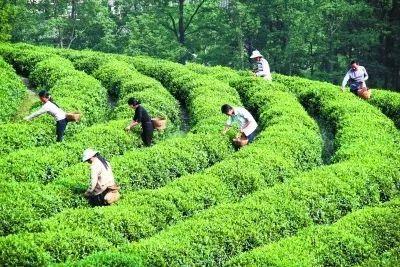 揭秘迎客松茶叶，从地方名优到全国知名品牌的蜕变之路