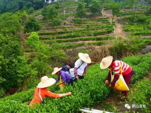 茶叶品牌助力精准扶贫，茶香飘满致富路