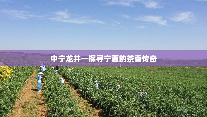 中宁龙井—探寻宁夏的茶香传奇