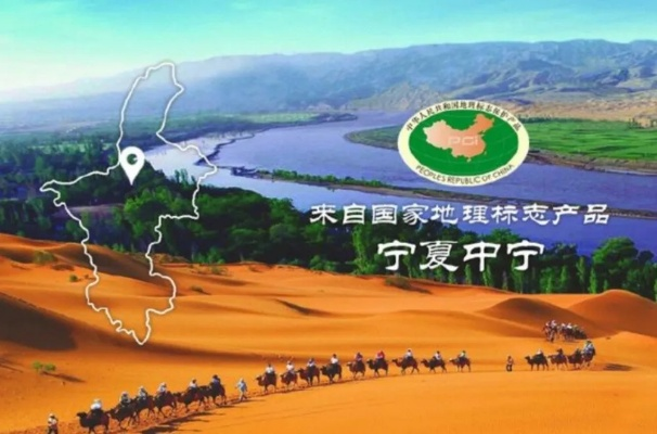 中宁龙井—探寻宁夏的茶香传奇