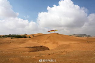 沙漠之星，探寻神秘沙漠中的茶叶传奇
