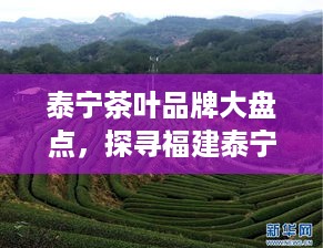 泰宁茶叶品牌大盘点，探寻福建泰宁的茶香传奇