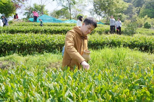 泰宁茶叶品牌大盘点，探寻福建泰宁的茶香传奇