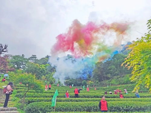 泰宁茶叶品牌大盘点，探寻福建泰宁的茶香传奇