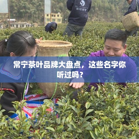 常宁茶叶品牌大盘点，这些名字你听过吗？