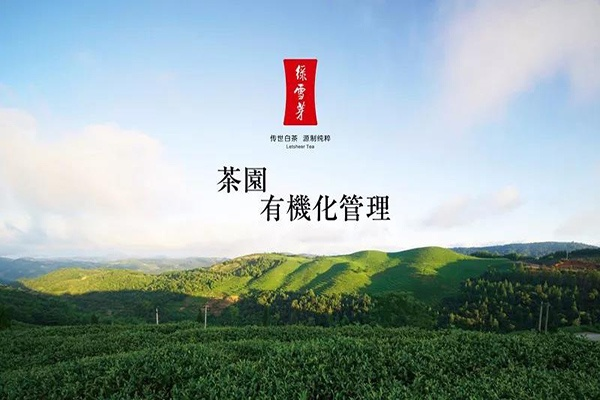 盘点口碑爆棚的茶叶茶厂品牌，品味茶香中的传承与创新