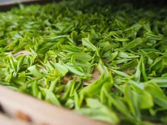 盘点嫩叶茶叶品牌，品味春意盎然的茶香世界