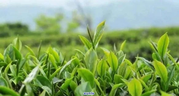 盘点嫩叶茶叶品牌，品味春意盎然的茶香世界