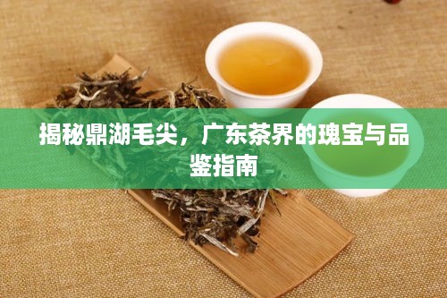 揭秘鼎湖毛尖，广东茶界的瑰宝与品鉴指南