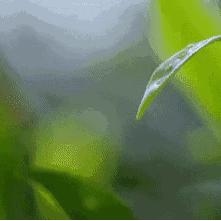 茶叶界的网红品牌，好喝不贵，你喝过哪些？