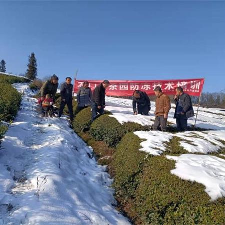 石门茶叶品牌盘点，哪些茶叶值得你一尝？