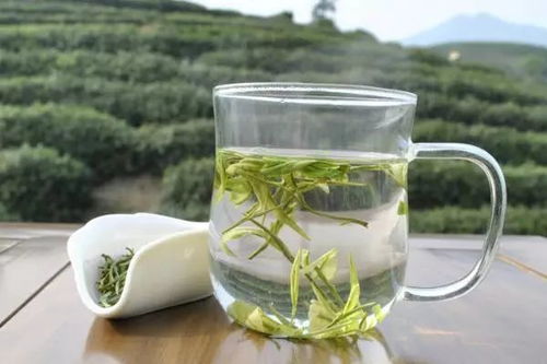 港北白茶，品味历史沉淀，探寻茶叶品牌的独特魅力