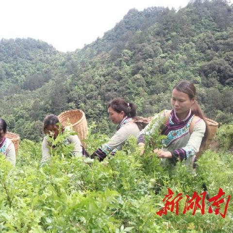 茶叶包装品牌定位，如何打造独具特色的茶香世界